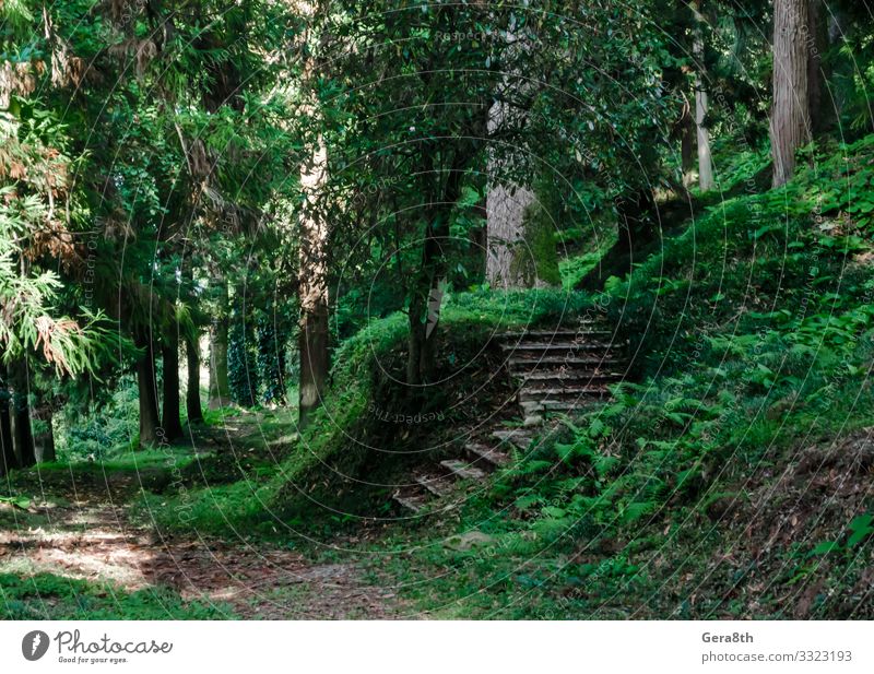 Wald mit hohen Bäumen und Steinstufen in Georgien Ferien & Urlaub & Reisen Tourismus Ausflug Sommer Tapete Natur Landschaft Himmel Herbst Klima Wärme Baum Gras