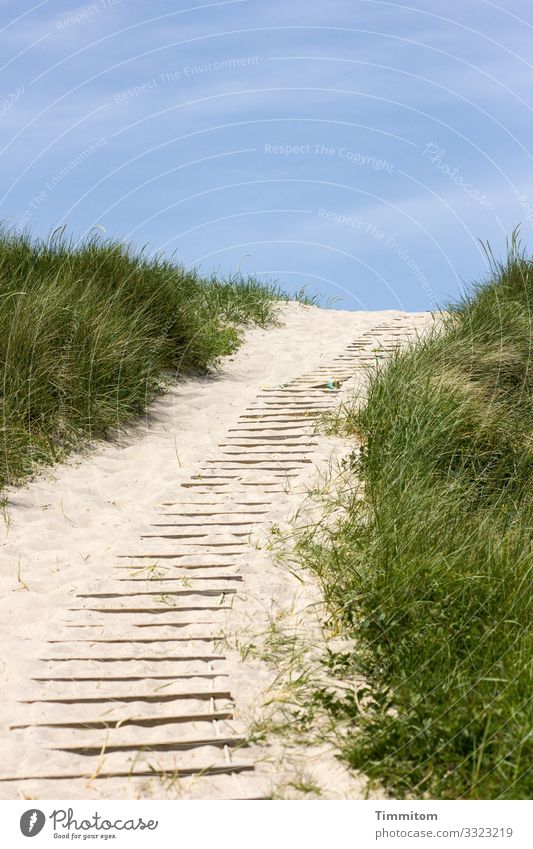 Gehhilfe Ferien & Urlaub & Reisen Umwelt Natur Landschaft Sand Himmel Schönes Wetter Pflanze Nordsee Stranddüne Dünengras Dänemark Strickleiter Holz Kunststoff