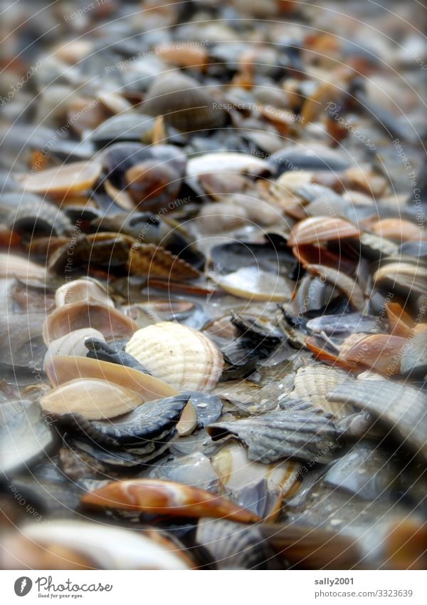 bunte Muschelschalen... Strand Strandgut Haufen viel Meer Sand Schwache Tiefenschärfe zerbrochen kaputt