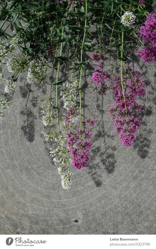 Blumen und Asphalt Umwelt Natur Pflanze Sommer Blüte Halm ästhetisch natürlich schön grün weiß ökologisch Dekoration & Verzierung Nahaufnahme Detailaufnahme Tag