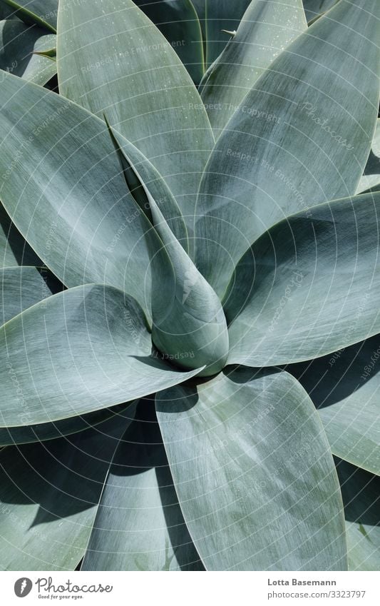 Agave Umwelt Natur Landschaft Pflanze Tier Kaktus Blatt ästhetisch exotisch schön Spitze blau grau grün Zufriedenheit Stimmung Mitte Gleichgewicht natürlich