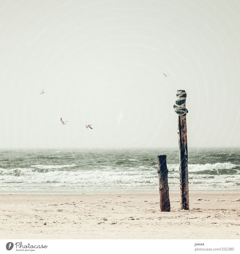 Eineinhalb Vollpfosten Wasser Himmel Horizont Wetter Wind Küste Nordsee Insel Vogel Tiergruppe Sand Holz braun Wellen Pfosten Farbfoto Gedeckte Farben