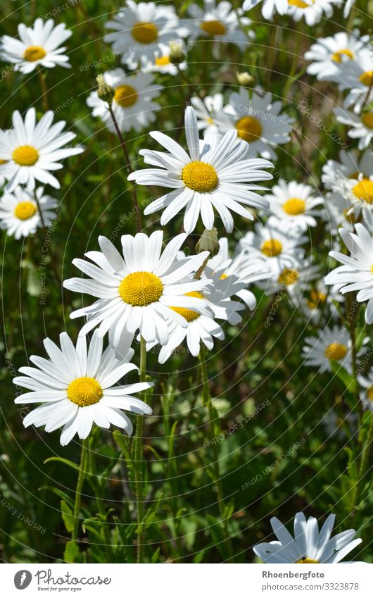 Sommerwiese mit Margeriten Duft Garten Umwelt Natur Landschaft Pflanze Sonnenlicht Blume Blüte Wildpflanze Park Wiese Blühend verblüht ästhetisch Freude