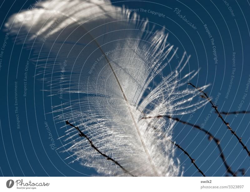 Verfangen Wolkenloser Himmel Wind Feder Härchen Zweig Falle Bewegung dünn klein nah Leichtigkeit festhalten fein filigran beweglich Farbfoto Außenaufnahme