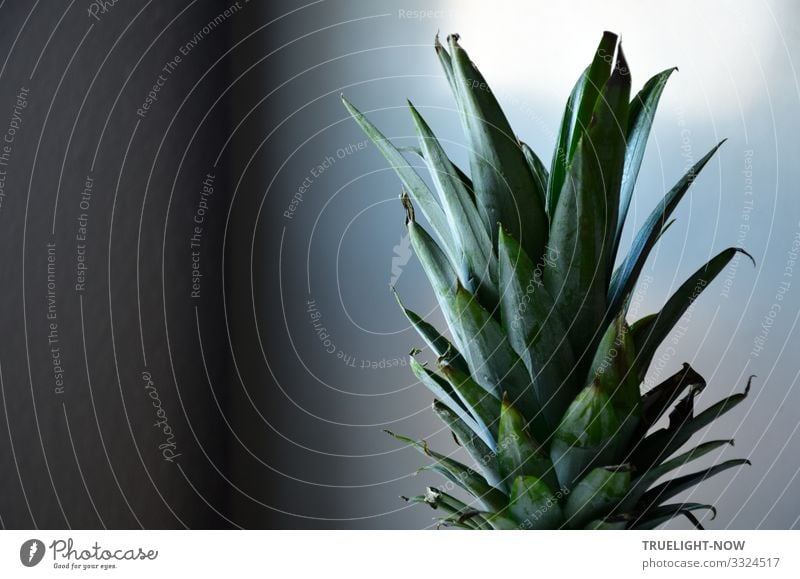 Grüne Ananas Blätter vor grauem Hintergrund, der das Morgenlicht reflektiert pine apple grün Reflektion Schimmer Exotik dekorativ Grüntöne Grautöne