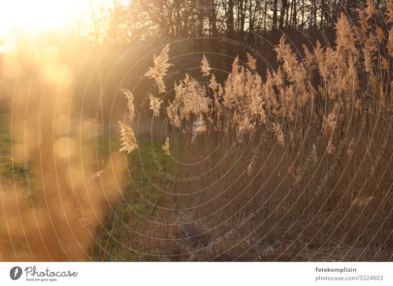 hohe Gräser im Abend-Sonnenlicht Gras Graswedel Natur leuchten verblüht Wachstum Duft Wärme gold Stimmung Romantik Trauer Endzeitstimmung ruhig Verfall