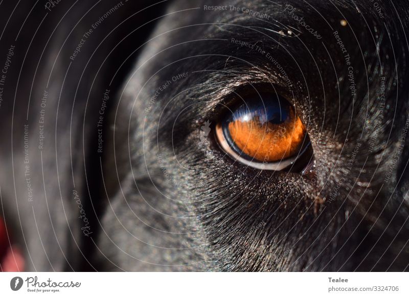 Auge des Menschen bester Freund Tier Haustier Hund Tiergesicht 1 ästhetisch authentisch Bekanntheit dunkel einfach frei Freundlichkeit Fröhlichkeit Glück groß