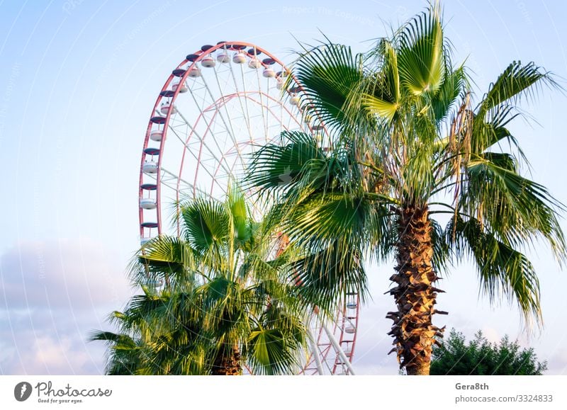 Palme mit grünen Blättern in einem Vergnügungspark in Georgien Freude Ferien & Urlaub & Reisen Tourismus Entertainment Natur Pflanze Himmel Wolken Klima Wärme