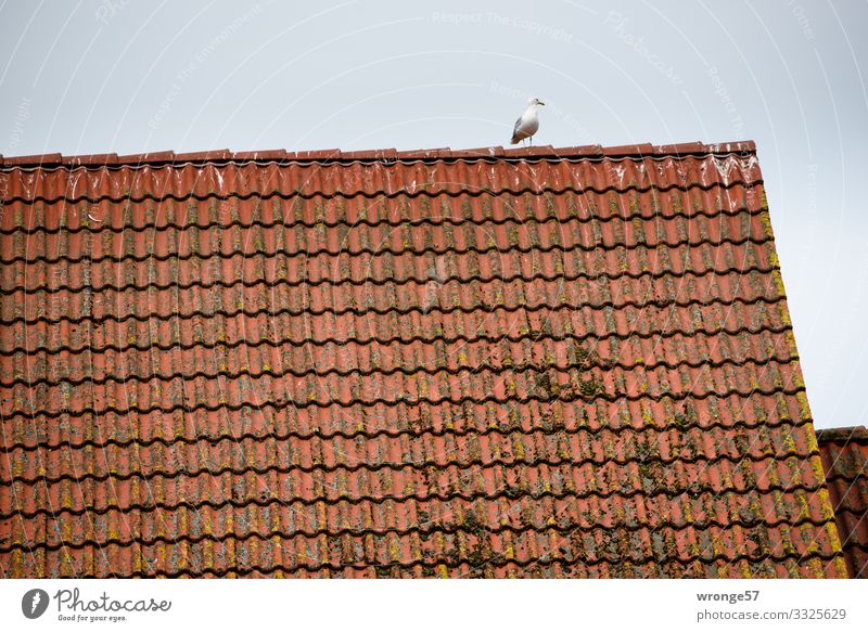 Möwe auf dem Dach Ziegeldach Tier Wildtier Vogel 1 beobachten Blick warten maritim braun grau rot Aussicht Appetit & Hunger Farbfoto Gedeckte Farben