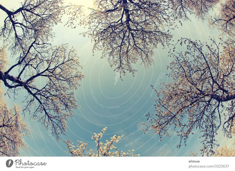 himmelwärts Ferien & Urlaub & Reisen Umwelt Natur Wolkenloser Himmel Sonne Frühling Schönes Wetter Baum Kirschbaum Kirschblüten Blühend Duft hell blau weiß