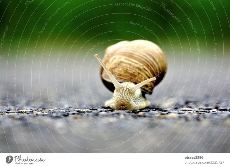 Front close up of europaean vineyard snail Sommer Wildtier Schnecke 1 Tier Umwelt animal animals antenna Hintergrundbild brown crawling cute garden gastropod