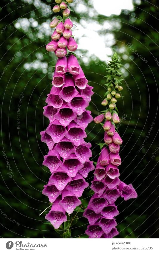 Blossoms of purple digitalis purpurea in the forest Natur Pflanze Wildpflanze rosa planen foxglove Fingerhut medicinal wild common poisonous green