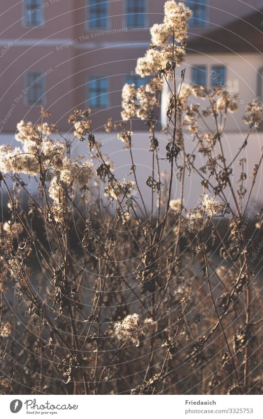 Verblühtes in der Stadt Pflanze Sonnenlicht Winter Schönes Wetter Sträucher Kleinstadt Stadtrand Fassade Blühend entdecken Erholung gehen genießen verblüht