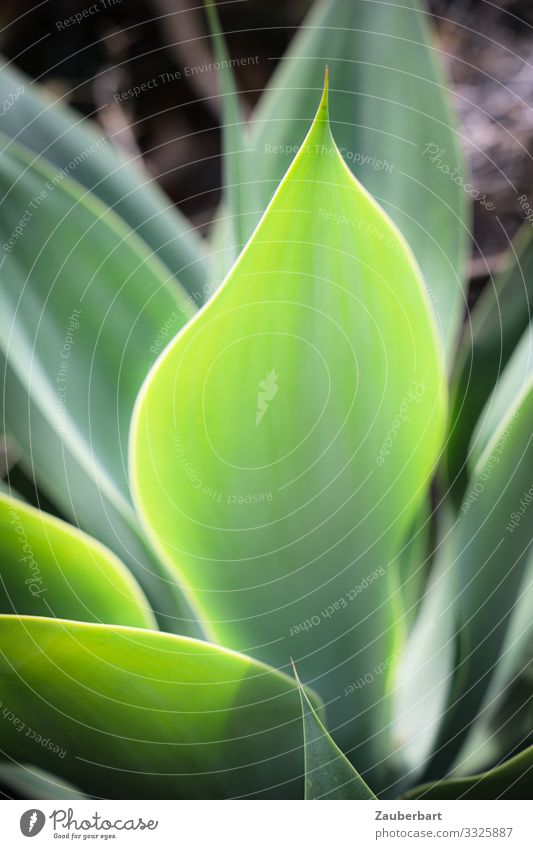 Blatt der Drachenbaum-Agave Ferien & Urlaub & Reisen Pflanze Grünpflanze Wildpflanze Teneriffa leuchten Wachstum natürlich grün selbstbewußt Hoffnung Natur