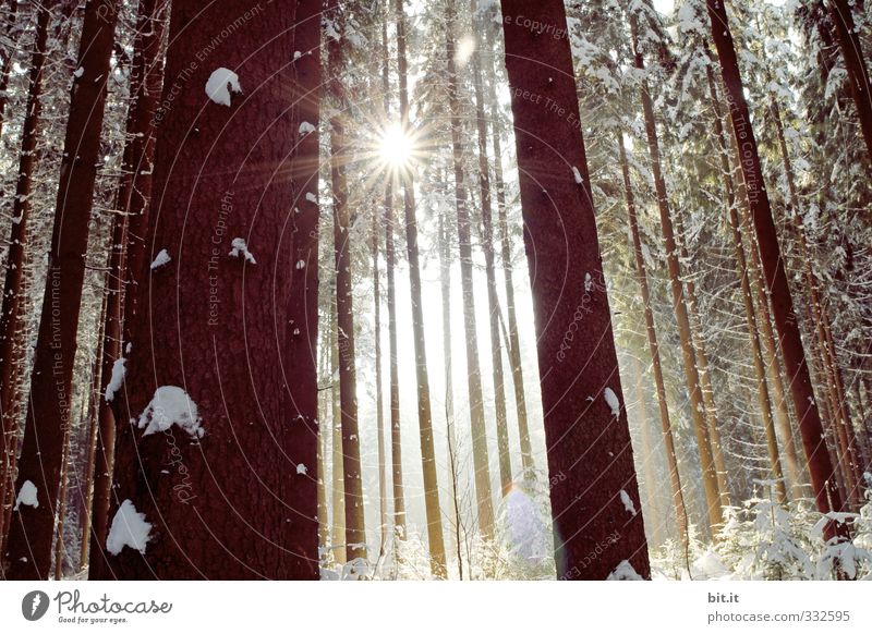 Stern im Ster Umwelt Natur Landschaft Winter Wetter Schönes Wetter Eis Frost Schnee Schneefall Pflanze Wald kalt Stimmung Einsamkeit Frieden rein