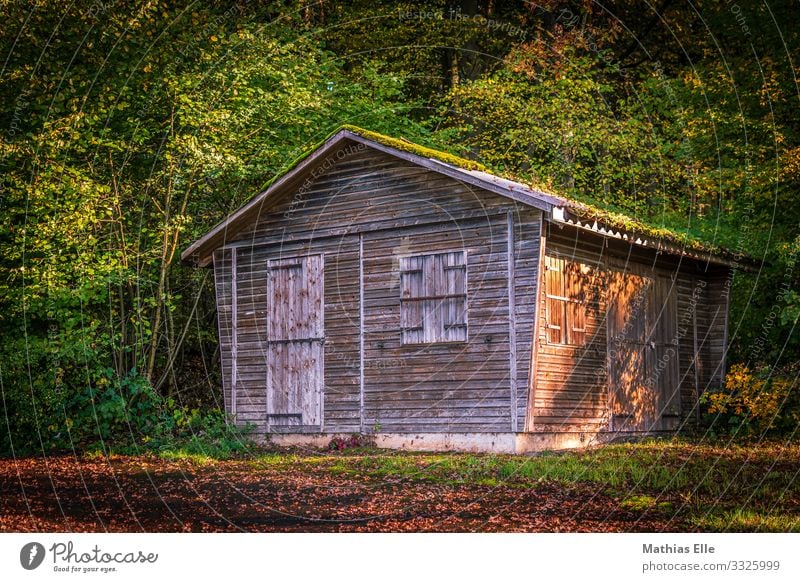 Holzhütte im Wald Dorf Hütte Gebäude Architektur braun grün Moos Waldhütte Baum Blatt Holztür Holzflügel Holzfenster Holzdach Jägerhütte Schuppen Wohnung