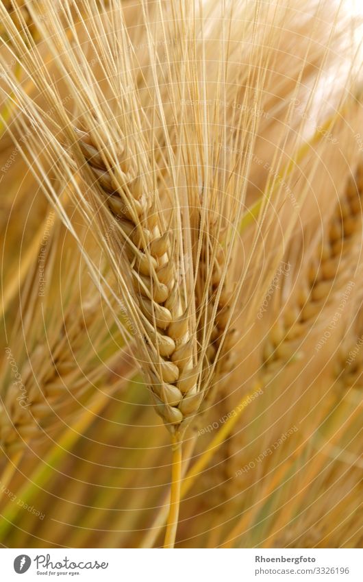 Gerste Lebensmittel Getreide Teigwaren Backwaren Brot Brötchen Kuchen Ernährung Vegetarische Ernährung Getränk Bier Umwelt Natur Landschaft Pflanze Sommer Klima