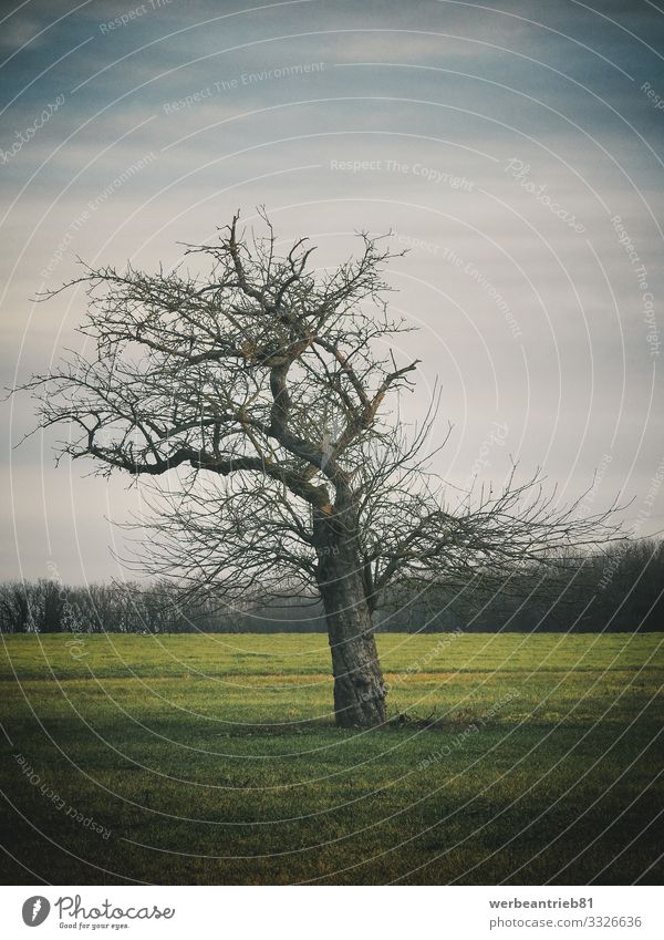 Einsamer kahler Baum auf der Wiese Umwelt Natur Landschaft Pflanze Tier Urelemente Himmel Herbst Winter Klima Klimawandel schlechtes Wetter Park Feld Wald alt