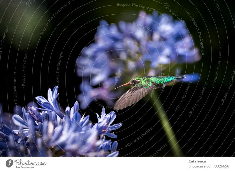 Kolibri fliegt auf eine Agapanthus zu Sommer Pflanze Blume Blüte Zierlilie Garten Park Wildtier Vogel Kolibris 1 Tier Bewegung fliegen Fressen exotisch glänzend