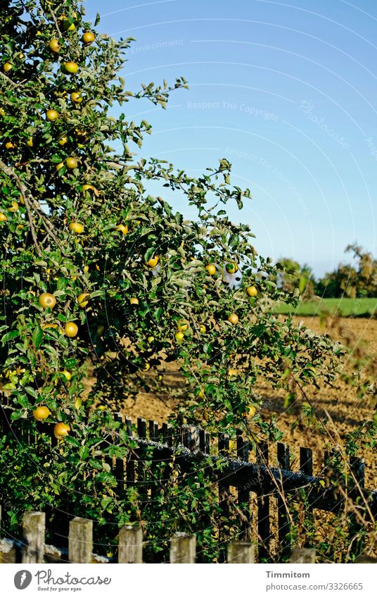 Ganz natürlich die Früchte der Arbeit Baum Obstbaum Apfel Apfelbaum Frucht Natur Pflanze grün Acker Ackerbau Wiese Zaun Holz braun Himmel blau Menschenleer