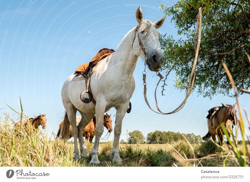 Pause, gesattelte Pferde in der Prärie  warten geduldig auf ihre Reiter Natur Tier Nutztiere stehen Sattel Zaumzeug Zügel Pflanze Gras Weide Pampa Wiese Baum