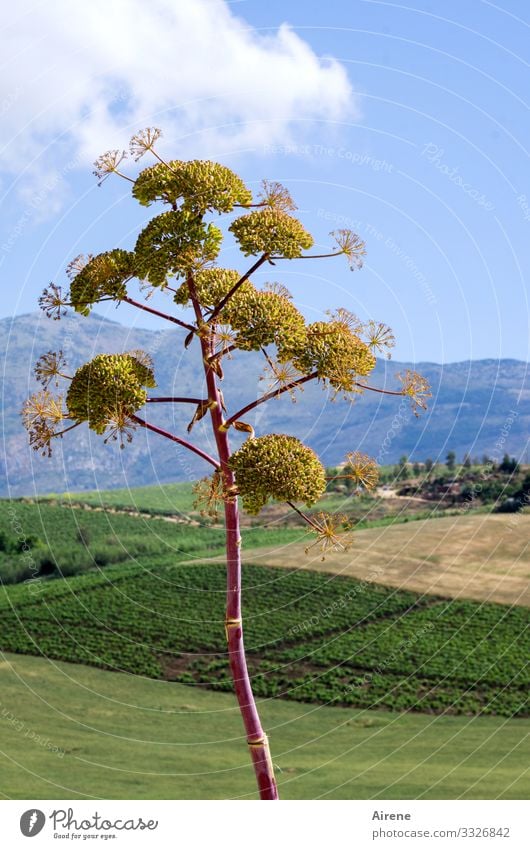 blühender Riesenfenchel auf Sizilien Licht Tag Menschenleer Außenaufnahme Farbfoto blau natürlich heiß Segesta Schönes Wetter Landschaft Blüte Hochstamm golden