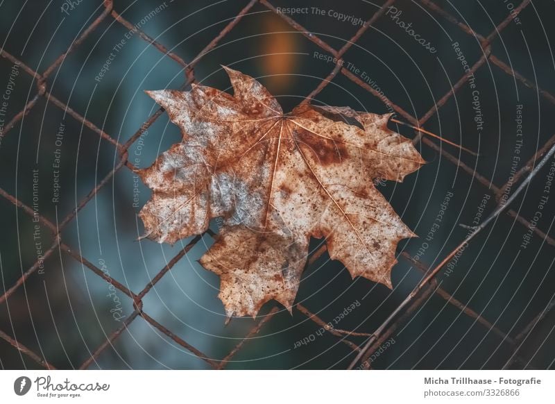 Herbstlaub im Zaun Natur Pflanze Sonne Sonnenlicht Blatt Ahorn Ahornblatt Metall hängen verblüht dehydrieren nah natürlich blau braun gelb orange