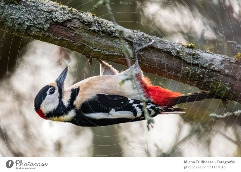 Buntspecht hängend am Ast Natur Tier Sonnenlicht Schönes Wetter Baum Zweige u. Äste Wildtier Vogel Tiergesicht Flügel Krallen Pfote Specht Kopf Schnabel Auge