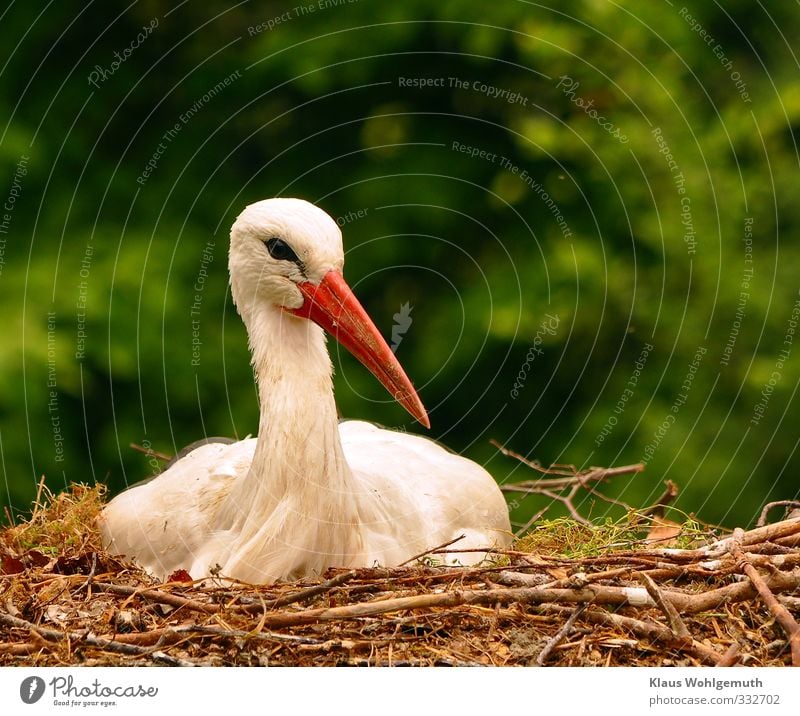 Weißstorch, sitzt brütend auf dem Nest. Umwelt Natur Frühling Wildtier Storch 1 Tier sitzen grün rot schwarz weiß Vogel Brutpflege Ueckermünde Farbfoto