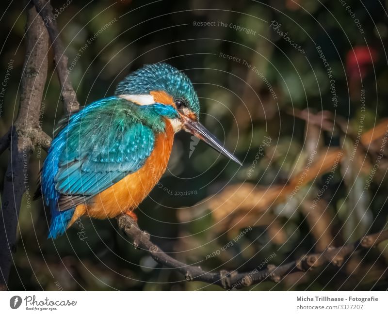 Eisvogel am Seeufer Umwelt Natur Tier Sonnenlicht Schönes Wetter Baum Zweige u. Äste Flussufer Wildtier Vogel Tiergesicht Flügel Krallen Eisvögel Schnabel Auge