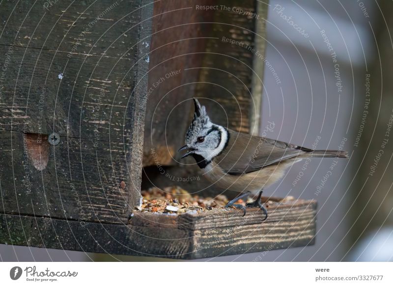 crested Tit Winter Natur Tier Vogel 1 exotisch frech klein Parus Ater Periparus Ater Winterbird animal bird feeding branches cold copy space feathers fly food