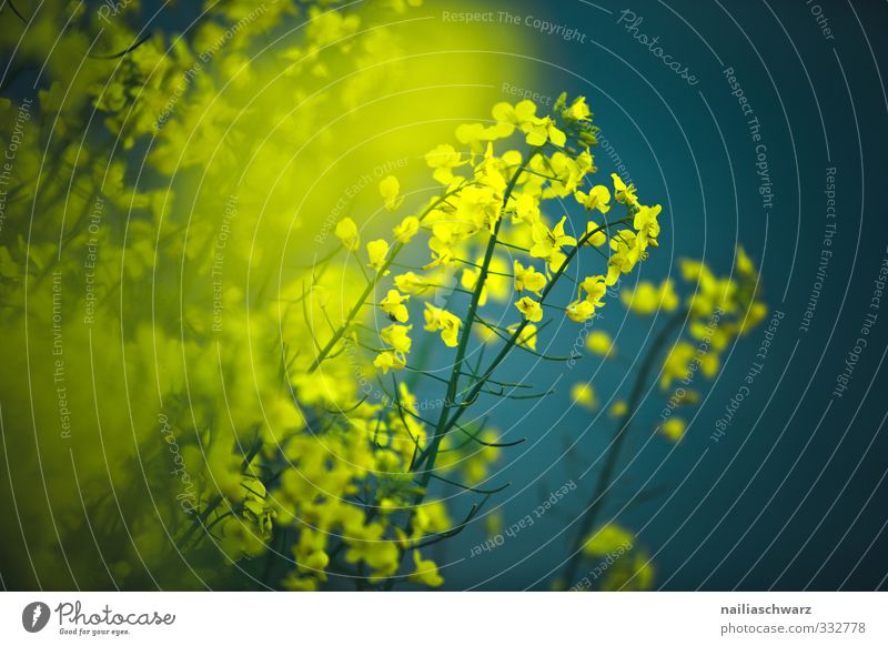 Raps Umwelt Natur Pflanze Frühling Sommer Blume Rapsblüte Blühend Wachstum Duft natürlich positiv schön blau gelb türkis Frühlingsgefühle Reinheit Farbe