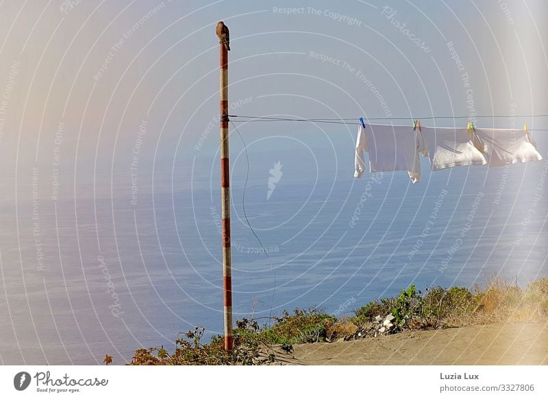 Wäsche im Wind Sommer Meer Vogel 1 Tier frei blau Wäscheleine Greifvogel Turmfalke Farbfoto Gedeckte Farben mehrfarbig Außenaufnahme Menschenleer