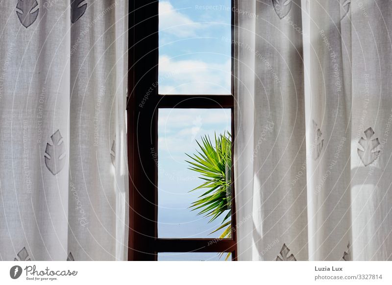 Palme vor dem Fenster Himmel Wolken Sonnenlicht Schönes Wetter exotisch Glas hell blau weiß Vorhang Gardine Palmenwedel mehrfarbig Innenaufnahme Menschenleer