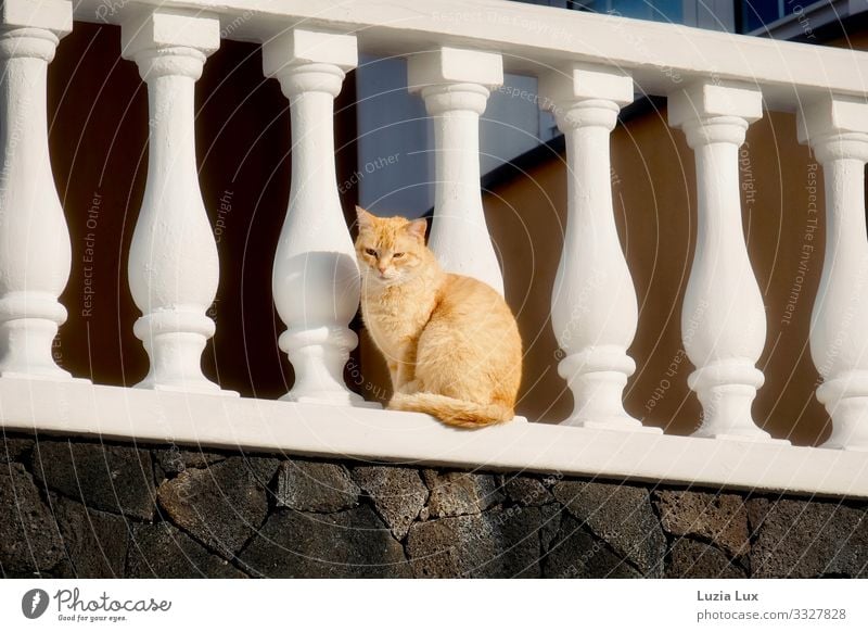 Rote Katze Tier Haustier 1 warten hoch schön rot Neugier Tigerkatze Rottiger Farbfoto Gedeckte Farben Außenaufnahme Textfreiraum links Textfreiraum rechts