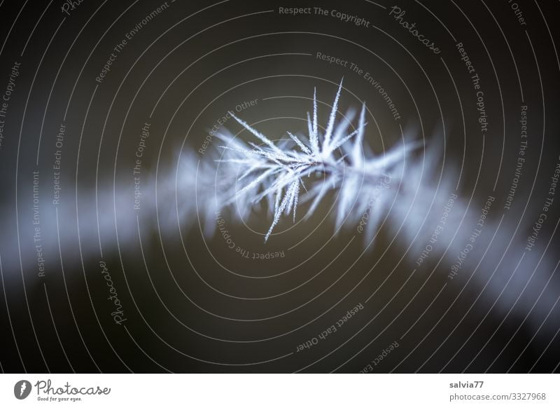Eiszeit | Eisstacheln Umwelt Urelemente Wasser Winter Klima Frost Zweig außergewöhnlich dunkel dünn kalt Spitze stachelig Raureif Stacheldraht Schwarzweißfoto