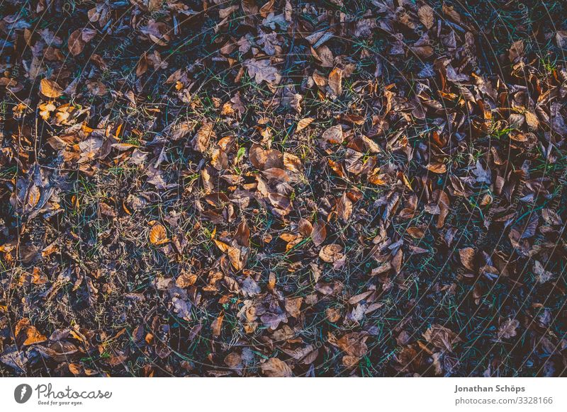 Laub in der Morgensonne mit Frost Vogelperspektive Tag Menschenleer Farbfoto Wiese Außenaufnahme Hintergrundbild Strukturen & Formen Muster Herbstwald