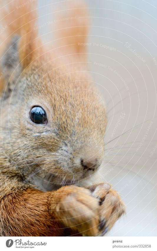 ganz nah Umwelt Natur Tier Wildtier 1 braun grau Eichhörnchen Nahaufnahme Farbfoto Außenaufnahme Menschenleer Textfreiraum rechts Tag Schwache Tiefenschärfe