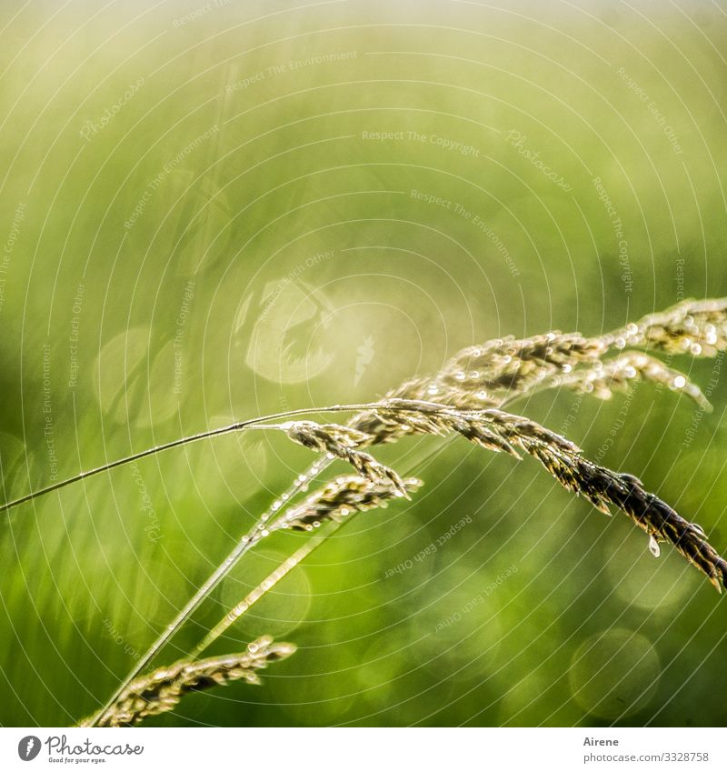 Hälmchen und Tröpfchen nach Sommerregen Gras Wiese gold grün Frieden zart zartes Grün sommerlich Ähren Licht leuchten blassgrün zierlich hellgrün Zufriedenheit