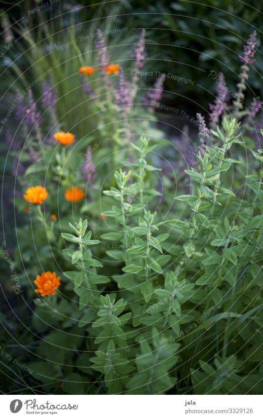 . Natur Pflanze Blume Gras Sträucher Blatt Blüte Grünpflanze Wildpflanze Garten Freundlichkeit Fröhlichkeit frisch natürlich Farbfoto Außenaufnahme Menschenleer