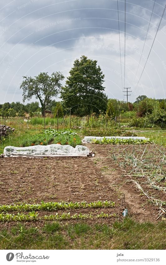 pflanzstück Gemüse Gartenarbeit Landwirtschaft Forstwirtschaft Umwelt Natur Landschaft Pflanze Himmel Baum Gras Sträucher Grünpflanze Nutzpflanze Wildpflanze