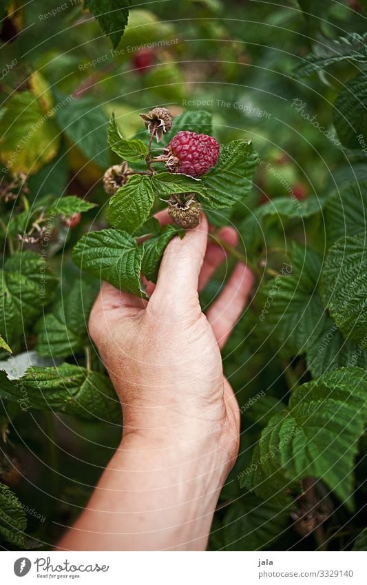 himbeeren Lebensmittel Frucht Himbeeren Himbeerbusch Arbeit & Erwerbstätigkeit Gartenarbeit Landwirtschaft Forstwirtschaft Hand Finger Natur Pflanze Sträucher