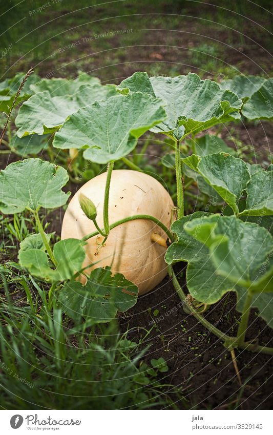 kürbis Lebensmittel Gemüse Kürbis Bioprodukte Vegetarische Ernährung Landwirtschaft Forstwirtschaft Natur Pflanze Erde Blatt Nutzpflanze Garten Feld frisch