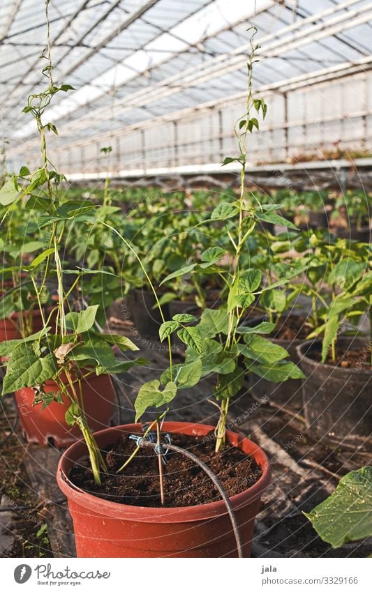 aufzucht Lebensmittel Gemüse Gartenarbeit Landwirtschaft Forstwirtschaft Pflanze Nutzpflanze Topfpflanze Gewächshaus frisch natürlich Wachstum Farbfoto