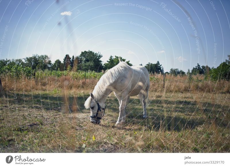 schimmel Natur Landschaft Pflanze Himmel Sommer Schönes Wetter Gras Sträucher Wildpflanze Wiese Tier Nutztier Pferd 1 Fressen Tierliebe Schimmel Farbfoto