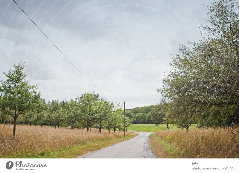 spaziergang Landwirtschaft Forstwirtschaft Umwelt Natur Landschaft Pflanze Himmel Sommer Baum Gras Sträucher Grünpflanze Feld Wege & Pfade natürlich Erholung