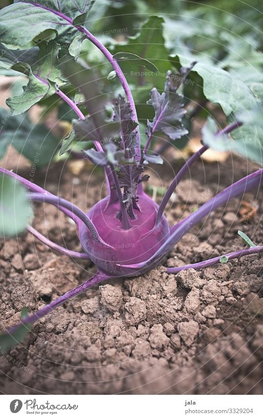 kohlrabi Lebensmittel Gemüse Bioprodukte Natur Erde Pflanze Nutzpflanze Feld frisch Gesundheit lecker natürlich Landwirtschaft Kohlrabi Farbfoto Außenaufnahme