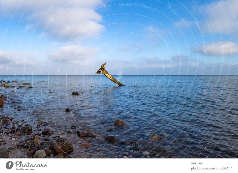 Baumstumpf am Brodtener Ufer Natur Landschaft Himmel Wolken Horizont Klimawandel Schönes Wetter Wurzelholz Wellen Küste Strand Bucht Ostsee Lübecker Bucht