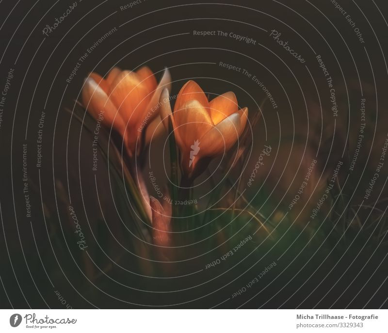 Krokusse in der Dämmerung Umwelt Natur Pflanze Sonne Sonnenlicht Schönes Wetter Blume Gras Blatt Blüte Wiese Blütenblatt Stengel Blühend leuchten nah natürlich