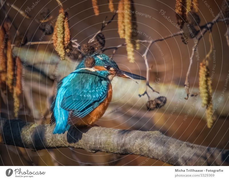 Eisvogel im Baum Umwelt Natur Tier Sonne Sonnenlicht Schönes Wetter Zweige u. Äste Seeufer Flussufer Wildtier Vogel Tiergesicht Flügel Eisvögel Schnabel Kopf